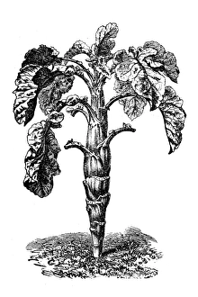 Brassica oleracea, wild cabbage or Forage kale Brassica oleracea, wild cabbage or Forage kale