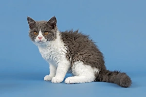 Breed Selkirk Rex Kitten, 10 weeks old, color lilac mackerel tabby white Breed Selkirk Rex Kitten, 10 weeks old, color lilac mackerel tabby white