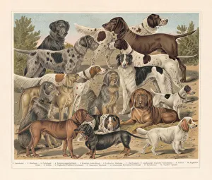 Breeds of hunting dogs, chromolithograph, published in 1897 Breeds of hunting dogs, chromolithograph, published in 1897