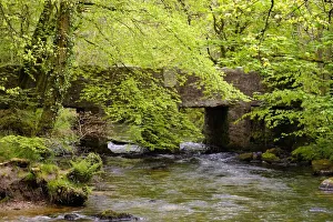bridge, british, cornwall, creek, deciduous forest, english, forest brook, out, spring bridge, british, cornwall, creek, deciduous forest, english, forest brook, out, spring