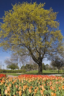 Bright orange and red tulip beds against a deciduous tree in a public garden Bright orange and red tulip beds against a deciduous tree in a public garden