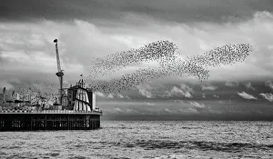 Brighton- Starling Murmuration Brighton- Starling Murmuration
