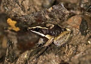 Brilliant-thighed Poison Frog -Allobates femoralis-, male carrying its young on his back Brilliant-thighed Poison Frog -Allobates femoralis-, male carrying its young on his back