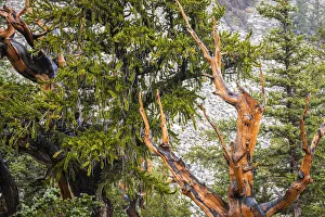 Bristlecone pine tree, Great Basin National Park, Nevada, USA Bristlecone pine tree, Great Basin National Park, Nevada, USA