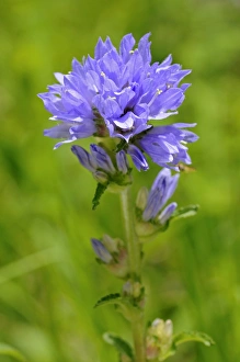 Bristly Bellflower -Campanula cervicaria-, Switzerland, Europe Bristly Bellflower -Campanula cervicaria-, Switzerland, Europe