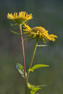 British Yellowhead or Meadow Fleabane -Inula britannica-, Burgenland, Austria British Yellowhead or Meadow Fleabane -Inula britannica-, Burgenland, Austria