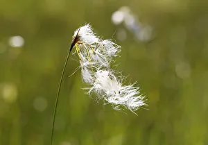 Broad-leaved Cotton Grass -Eriophorum latifolium-, Kirchseemoor, Upper Bavaria, Bavaria Broad-leaved Cotton Grass -Eriophorum latifolium-, Kirchseemoor, Upper Bavaria, Bavaria