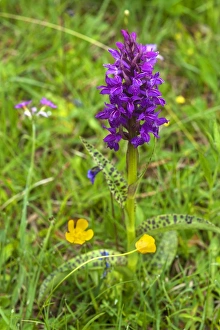 Broad-leaved Marsh Orchid -Dactylorhiza majalis-, Bavaria, Germany Broad-leaved Marsh Orchid -Dactylorhiza majalis-, Bavaria, Germany