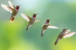 Broad-tailed hummingbird in flight, in sequence Broad-tailed hummingbird in flight, in sequence
