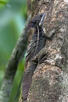 Brown Basilisk or Striped Basilisk -Basiliscus vittatus-, Sierpe, Puntarenas Province Brown Basilisk or Striped Basilisk -Basiliscus vittatus-, Sierpe, Puntarenas Province