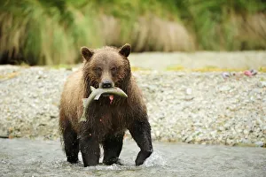 Brown Bear -Ursus arctos- crossing the river with salmon in its mouth, Katmai National Park, Alaska Brown Bear -Ursus arctos- crossing the river with salmon in its mouth, Katmai National Park, Alaska
