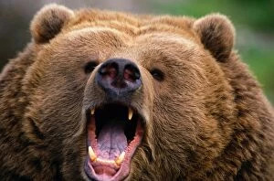 Images Dated 1st September 2005: Brown Bear (Ursus arctos) growling, Kodiak Island, Alaska