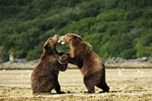 Two Brown Bears -Ursus arctos- play-fighting with each other, Katmai National Park, Alaska Two Brown Bears -Ursus arctos- play-fighting with each other, Katmai National Park, Alaska