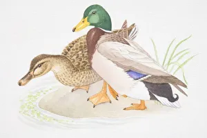 Brown female and colourful male Mallard (Anas platyrhynchos) standing together at edge of water Brown female and colourful male Mallard (Anas platyrhynchos) standing together at edge of water