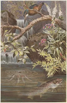 Brown trout and Kingfisher, lithograph, published in 1884 Brown trout and Kingfisher, lithograph, published in 1884
