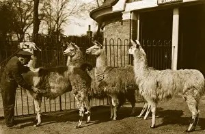Animal Themes In Photography Prints: Brushing Llamas