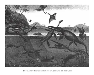 Bucklands Representation of Animals of the Lias, Fossils and Representation of Animals Bucklands Representation of Animals of the Lias, Fossils and Representation of Animals