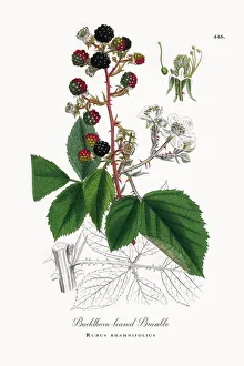 Buckthorn-leaved Bramble, Rubus rhamnifolius, Victorian Botanical Illustration, 1863 Buckthorn-leaved Bramble, Rubus rhamnifolius, Victorian Botanical Illustration, 1863