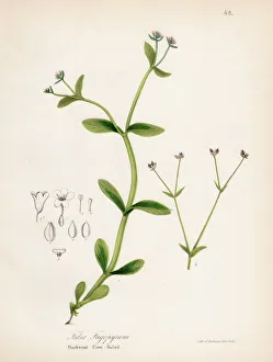 Buckweat Corn-Salad botanical engraving 1843 Buckweat Corn-Salad botanical engraving 1843