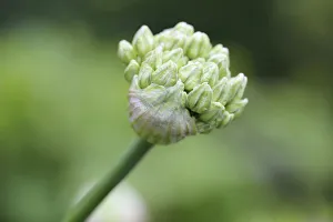 Bud of Black Garlic or Flowering Onion -Allium nigrum-, North Rhine-Westphalia, Germany Bud of Black Garlic or Flowering Onion -Allium nigrum-, North Rhine-Westphalia, Germany