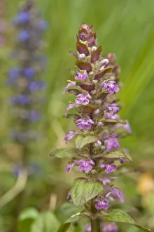 Bugleherb or Bugleweed (Ajuga reptans), pink flowering Bugleherb or Bugleweed (Ajuga reptans), pink flowering