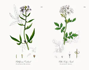 Bulbiferious Coralwort, Cardamine Bulbifera, Victorian Botanical Illustration, 1863 Bulbiferious Coralwort, Cardamine Bulbifera, Victorian Botanical Illustration, 1863