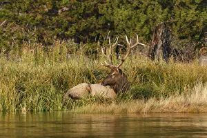 Bull Elk (Cervus canadensis) along Madison River, Yellowstone National Park, Montana, Wyoming, USA Bull Elk (Cervus canadensis) along Madison River, Yellowstone National Park, Montana, Wyoming, USA