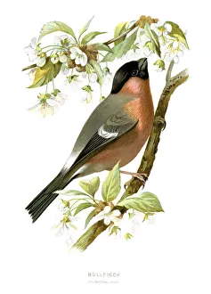 Bullfinch Bullfinch