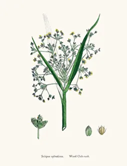 Bulrush grass edible plant used in crafts Bulrush grass edible plant used in crafts
