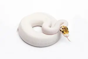 Prints of Bumble Bee Piebald Ball Python or Royal Python -Python regius-, female Ball Python Prints: Bumble Bee Piebald Ball Python Print