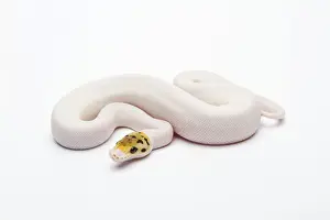 Bumble Bee Piebald Ball Python Print