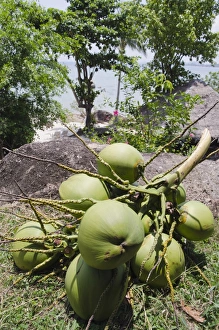 Bunch of coconuts, Lamai Beach, Ko Samui, Thailand Bunch of coconuts, Lamai Beach, Ko Samui, Thailand