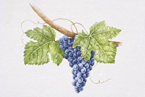 Bunch of dark purple Touriga Nacional grapes on vine Bunch of dark purple Touriga Nacional grapes on vine