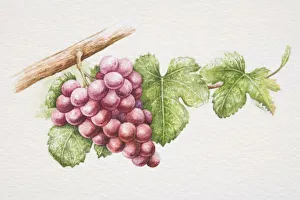 Bunch of purple Gewurztraminer grapes on vine Bunch of purple Gewurztraminer grapes on vine