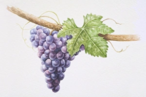 Bunch of purple Sangiovese grapes on vine Bunch of purple Sangiovese grapes on vine