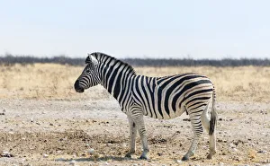 Burchells Zebra -Equus burchellii- in the dry steppe, Etosha National Park, Namibia Burchells Zebra -Equus burchellii- in the dry steppe, Etosha National Park, Namibia
