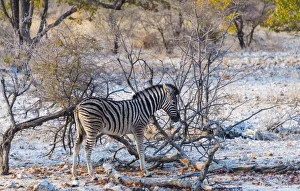 Burchells Zebra -Equus burchellii- young in bushland, Etosha National Park, Namibia Burchells Zebra -Equus burchellii- young in bushland, Etosha National Park, Namibia