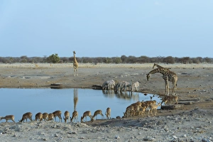 Burchells Zebra -Equus quagga burchellii-, Giraffes -Giraffa camelopardis- Blacked-faced Impalas -Aepyceros melampus Burchells Zebra -Equus quagga burchellii-, Giraffes -Giraffa camelopardis- Blacked-faced Impalas -Aepyceros melampus