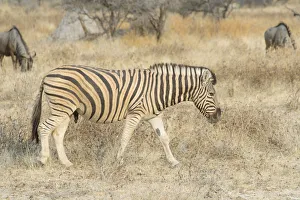 Burchells Zebra -Equus quagga burchellii- and Blue Wildebeest -Connochaetes taurinus-, Etosha National Park, Namibia Burchells Zebra -Equus quagga burchellii- and Blue Wildebeest -Connochaetes taurinus-, Etosha National Park, Namibia