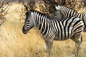 Burchells Zebras -Equus burchellii- in the dry grass, Etosha National Park, Namibia Burchells Zebras -Equus burchellii- in the dry grass, Etosha National Park, Namibia