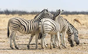 Burchells Zebras -Equus burchellii- in the dry steppe, Etosha National Park, Namibia Burchells Zebras -Equus burchellii- in the dry steppe, Etosha National Park, Namibia