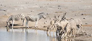 Burchells zebras -Equus quagga burchelli- and Greater kudus -Tragelaphus strepsiceros-, Chudop waterhole Burchells zebras -Equus quagga burchelli- and Greater kudus -Tragelaphus strepsiceros-, Chudop waterhole