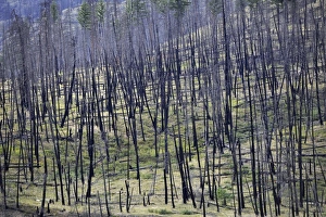 Burnt trees after a forest fire, Barriere, British Columbia, Canada Burnt trees after a forest fire, Barriere, British Columbia, Canada