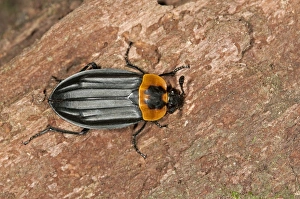 Burying beetle or Carrion beetle -Oxelytrum discicolle-, -Silphidae-, Tandayapa region, Andean cloud forest, Ecuador Burying beetle or Carrion beetle -Oxelytrum discicolle-, -Silphidae-, Tandayapa region, Andean cloud forest, Ecuador