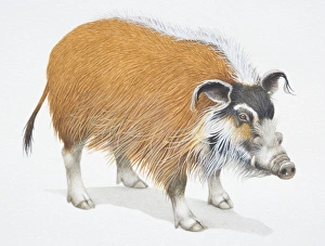 Bush Pig, Potamochoerus porcus, front view Bush Pig, Potamochoerus porcus, front view
