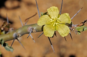 Bushman candle -Sarcocaulon heritieri-, Goegap Nature Reserve, Namaqualand, South Africa Bushman candle -Sarcocaulon heritieri-, Goegap Nature Reserve, Namaqualand, South Africa