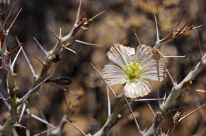Bushmans Candle -Sarcocaulon herrei-, Goegap Nature Reserve, Namaqualand, South Africa Bushmans Candle -Sarcocaulon herrei-, Goegap Nature Reserve, Namaqualand, South Africa