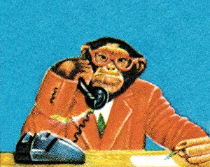 Businessman Monkey on the Phone Businessman Monkey on the Phone