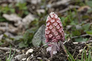 Butterbur or Sweet Coltsfoot -Petasites paradoxus- Butterbur or Sweet Coltsfoot -Petasites paradoxus-