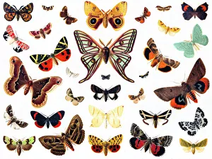 butterflies